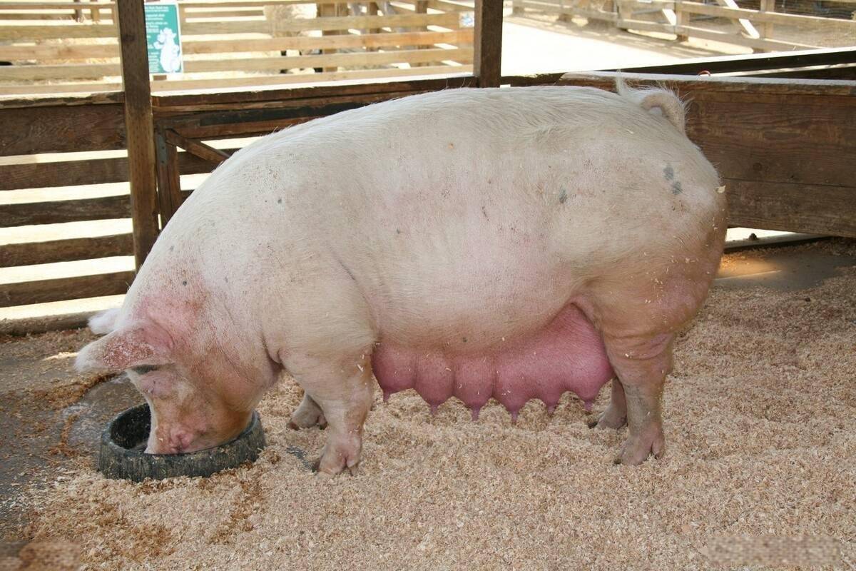 母猪发情不明显配不上种怎么办?本文有详细解决方案,养猪人快看!