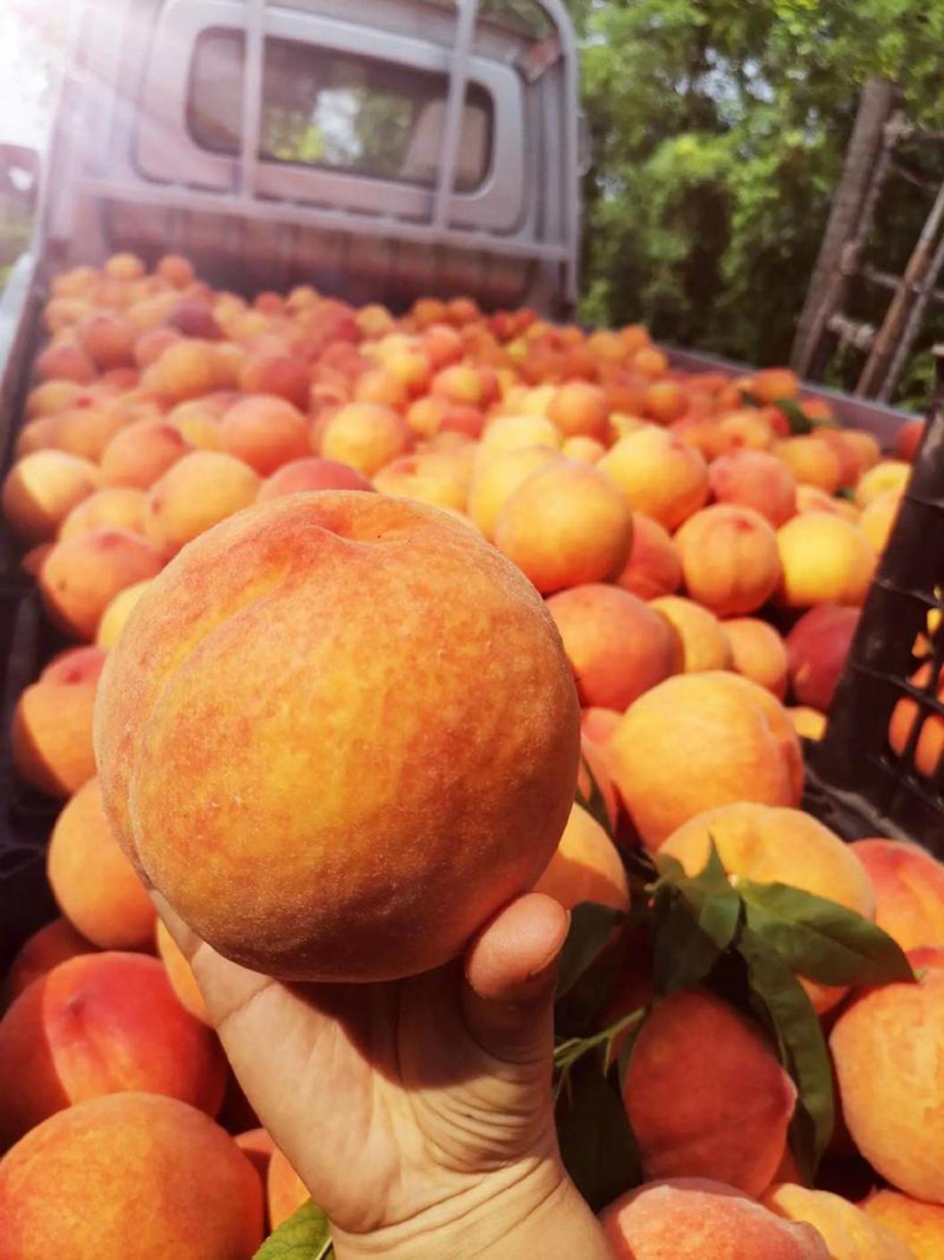什么黄桃才敢说零酸涩?这6产地昼夜温差大,糖度累积17