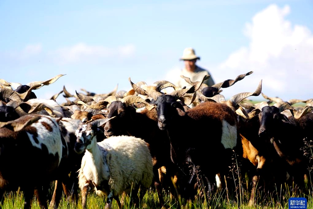 青海泽库:夏日草原牧牛羊