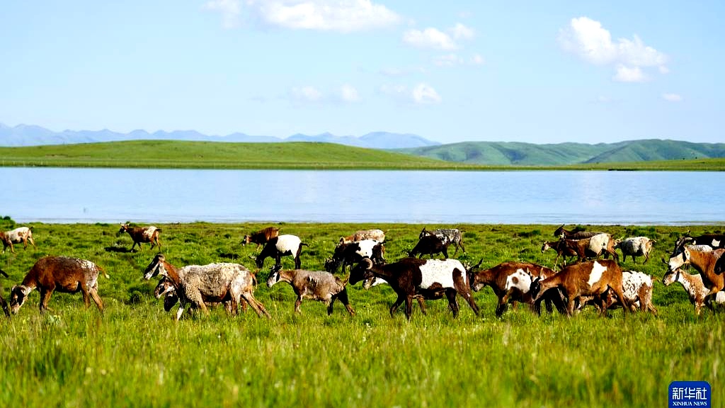 青海泽库:夏日草原牧牛羊