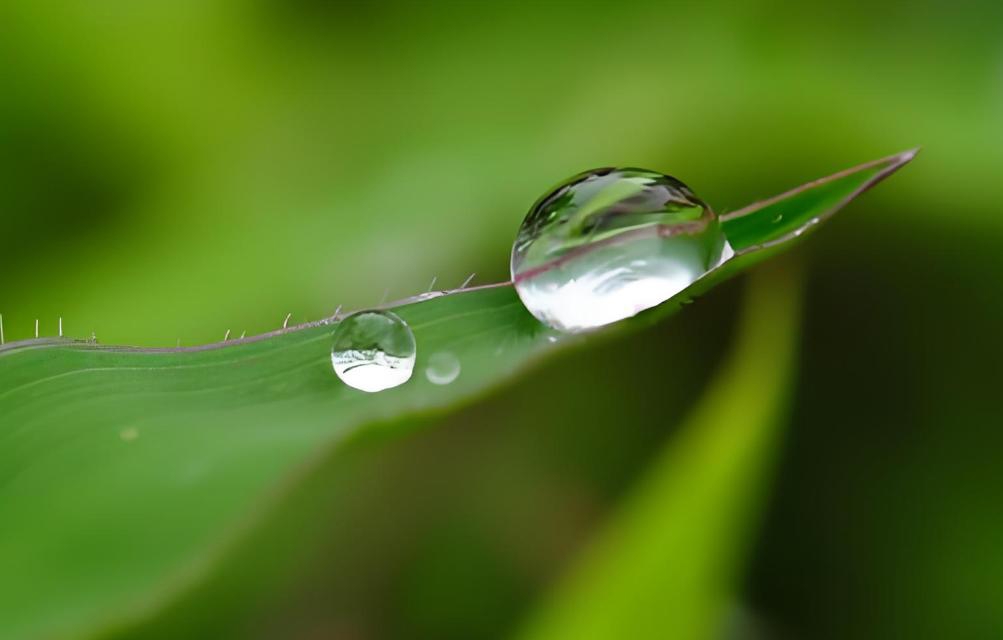 为何寺庙甘露如此珍贵?古刹主持揭示:一滴可延寿十年