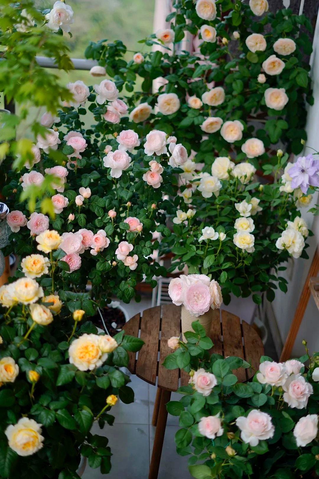 如果你的花园只能种 5 棵月季你会怎么选哪些?
