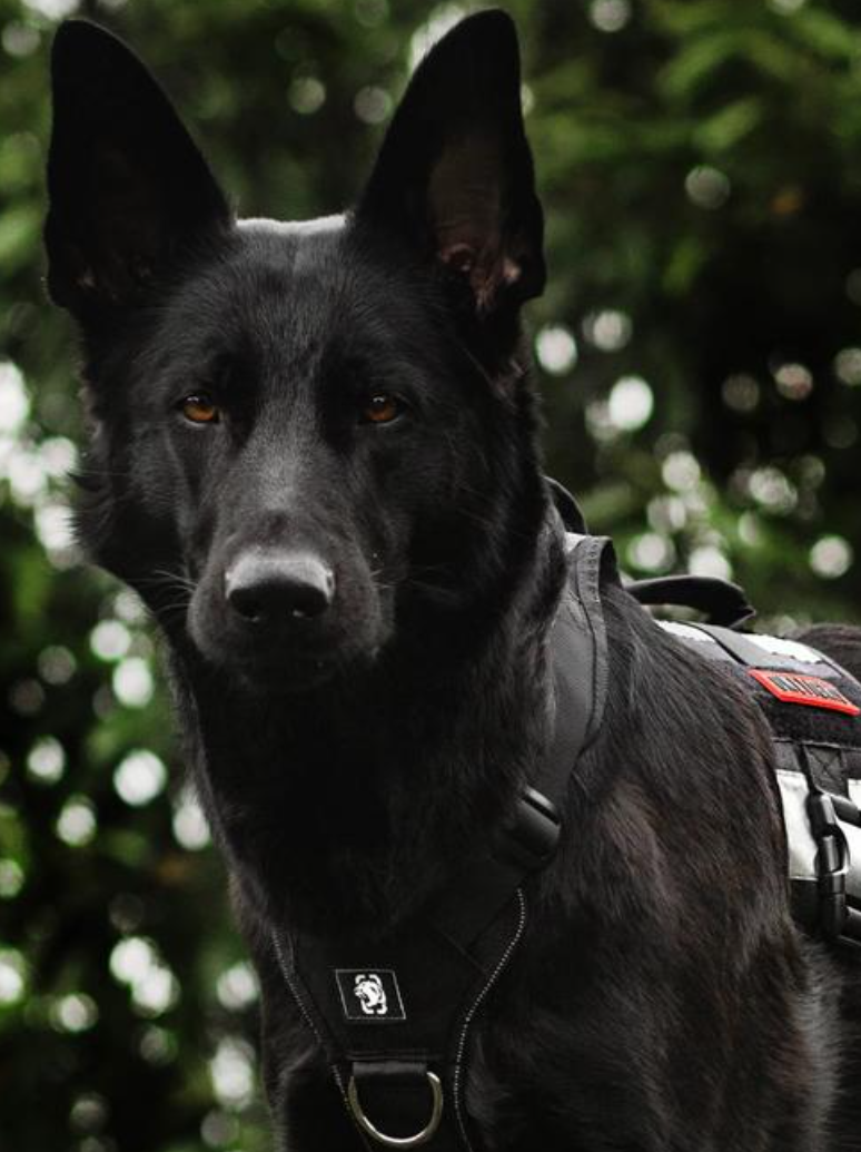 军犬在藏区救灾时被洪水卷走,一年后我回到西藏故地重游时却被狼群