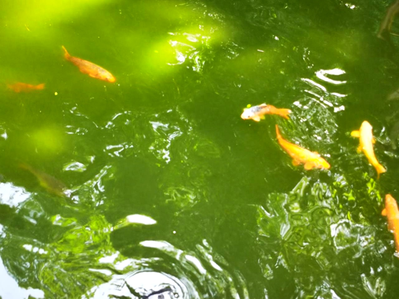 蒸紫薯水为什么是绿的百科在线