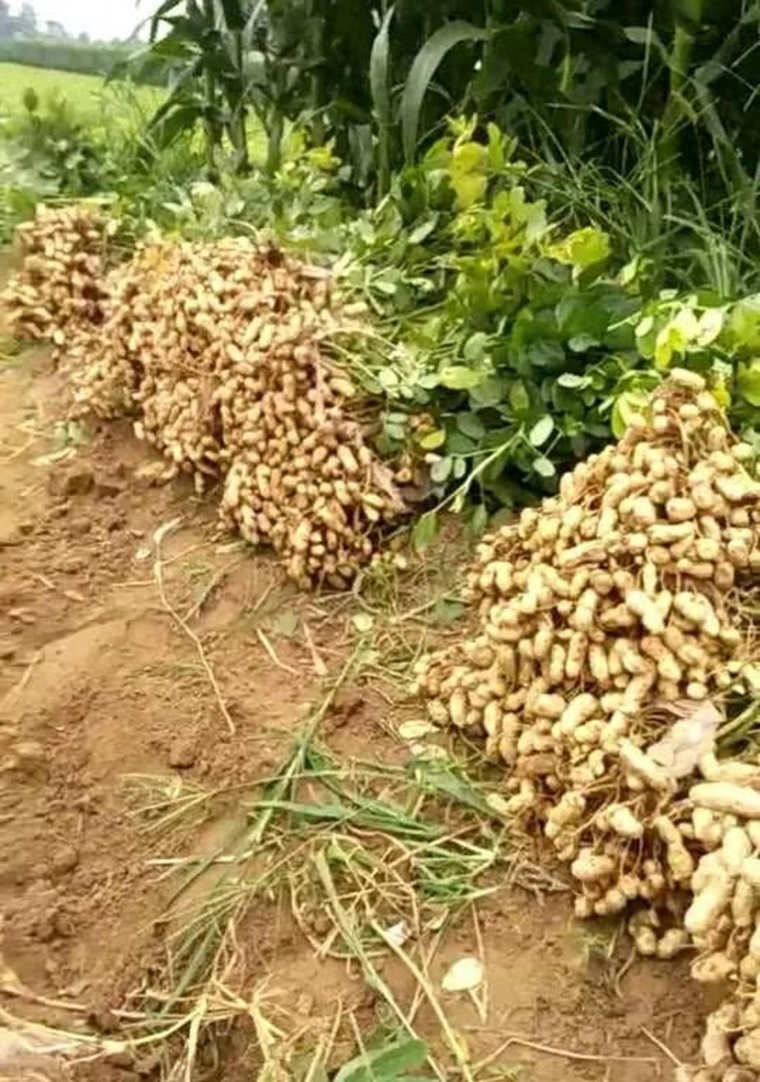 山东百亩花生年入三十万?账单背后的真相与疑问