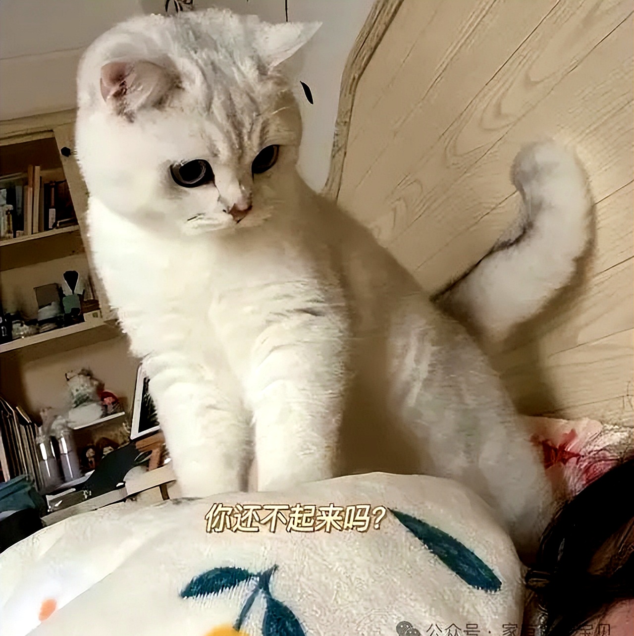 猫为什么粘人到寸步不离百科在线