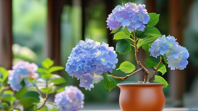 绣球花哪种最好养