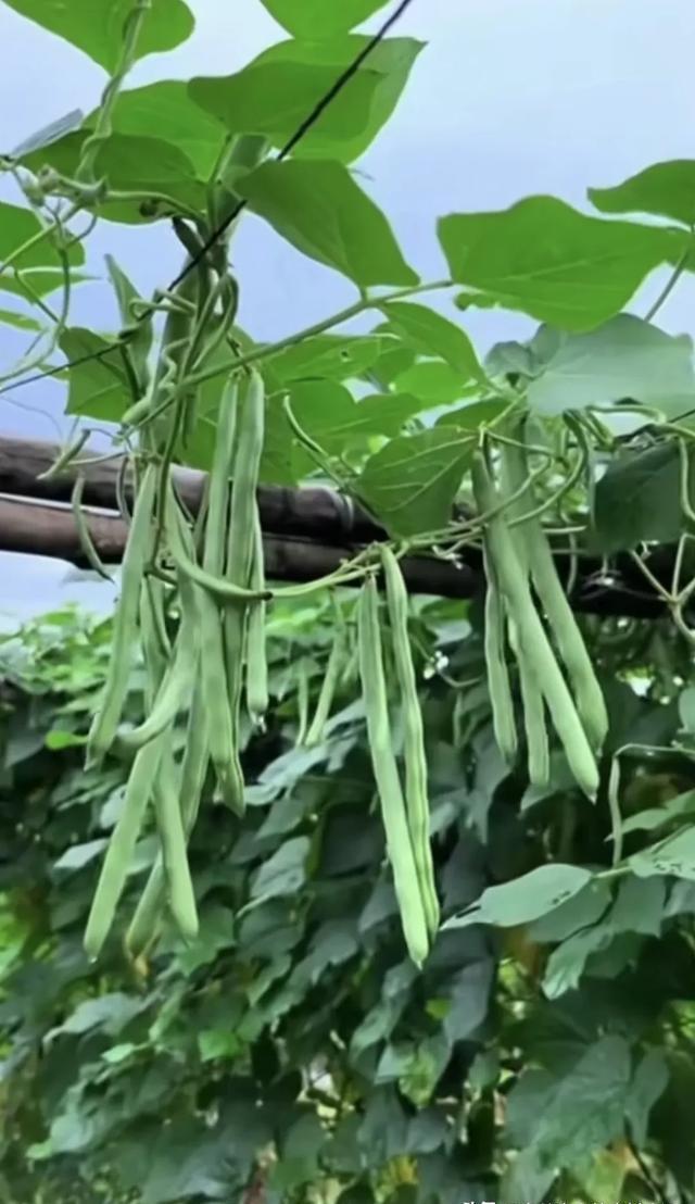 种植四季豆,千万不要多施这种肥,很多人不听,光长藤蔓不结豆角