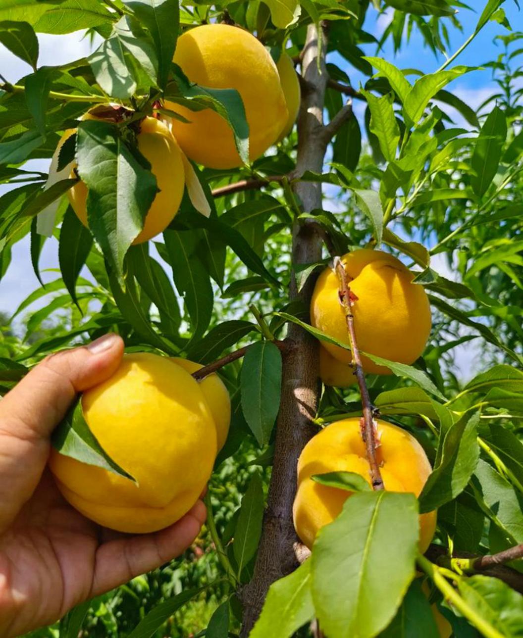 哪里的黄桃最香甜?揭秘6大核心产地,果肉饱满无酸涩