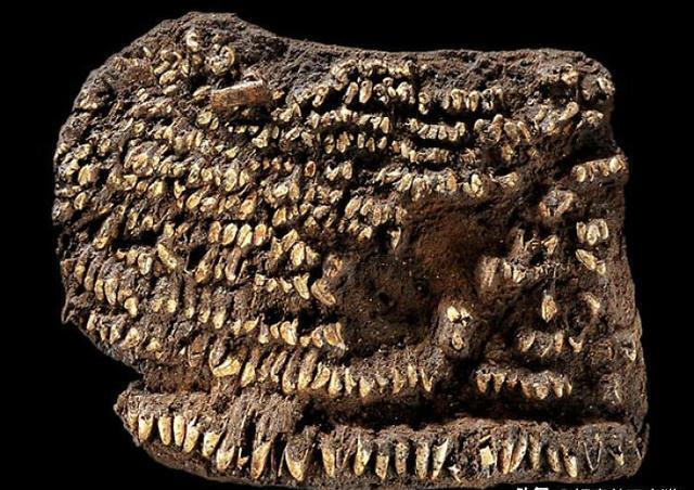 28张不可思议的真实照片,玩坏了,胸罩500年了,温牛奶洗避孕套