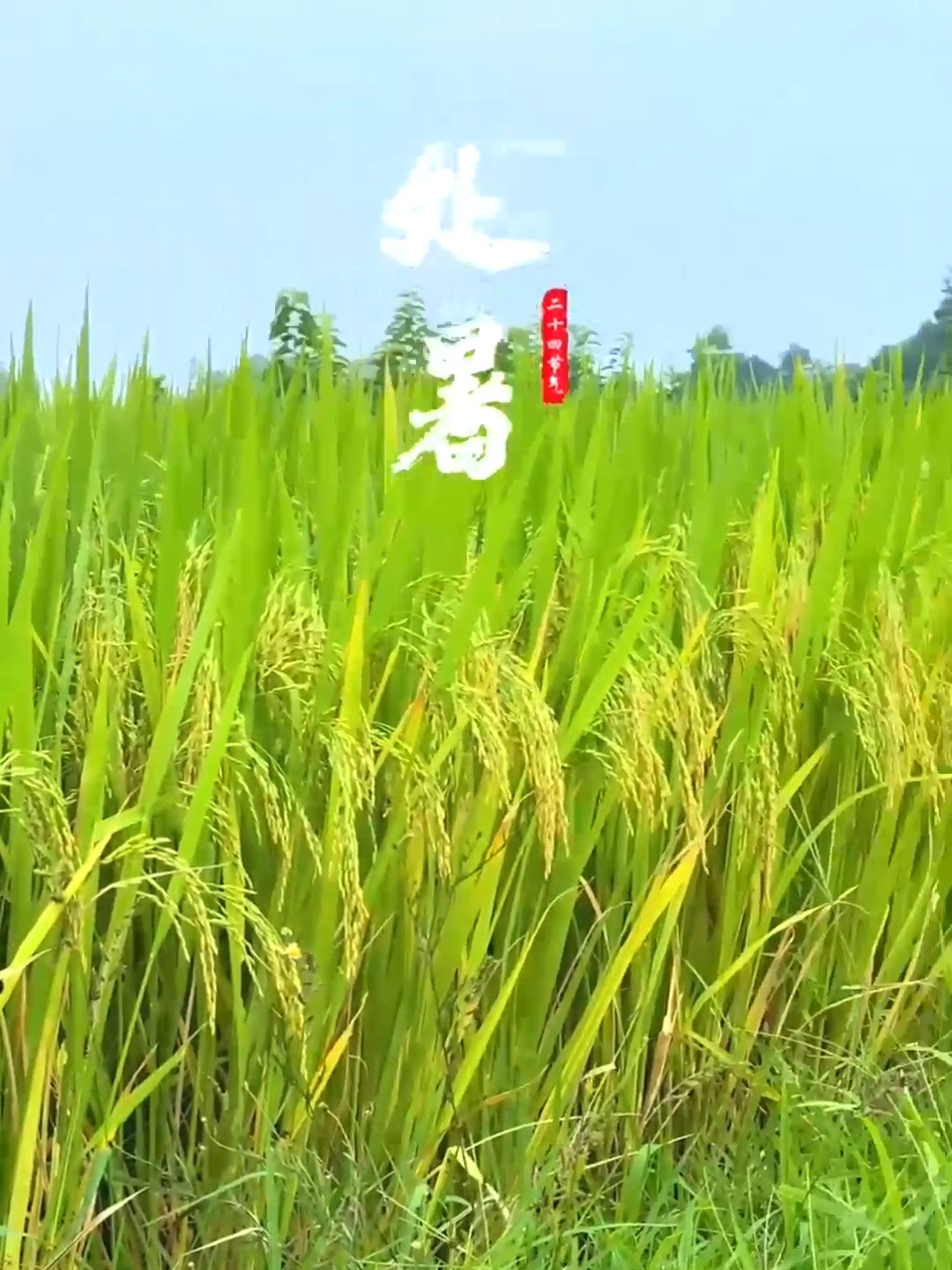 今日处暑老人说最怕处暑一日晴处暑晴天代表啥?看农谚咋说