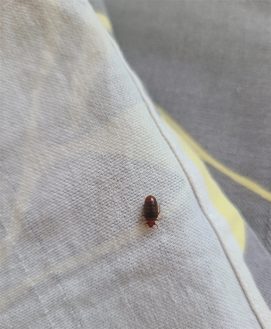 床上爬满小黑虫咬得浑身起包?三个月都好不了!