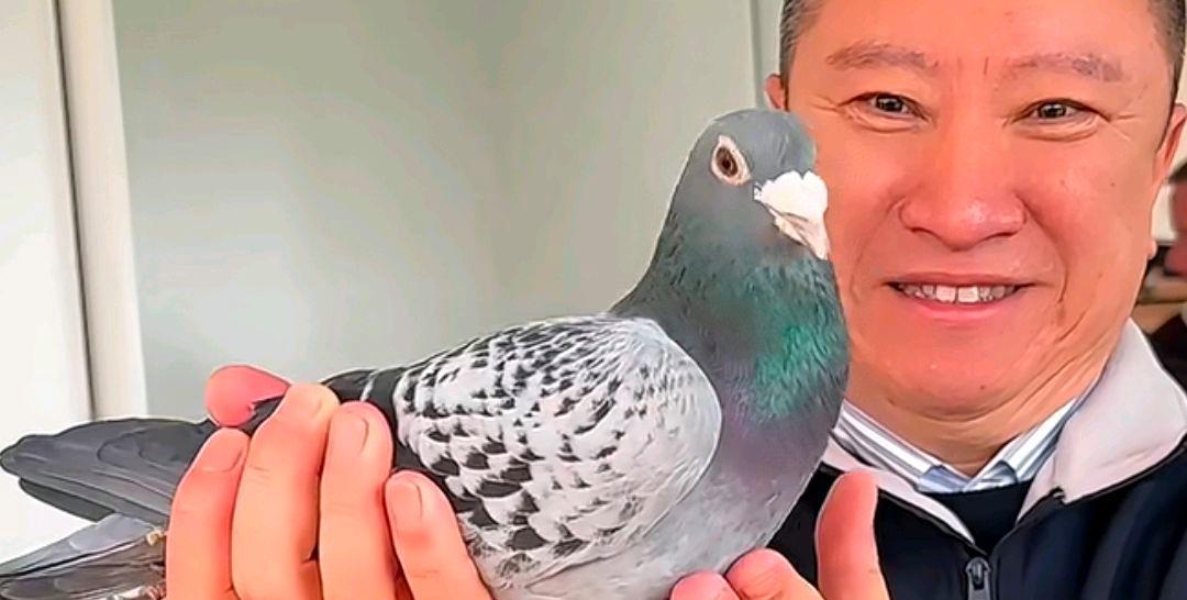 世界大铭鸽阿曼多:从命名故事到赛场荣光,再到血脉的力量