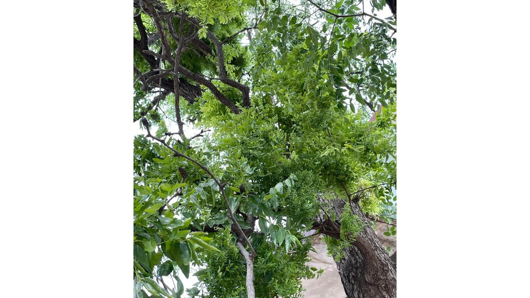 枣树疯了叶多果少,买苗有坑,病害砍树才保险