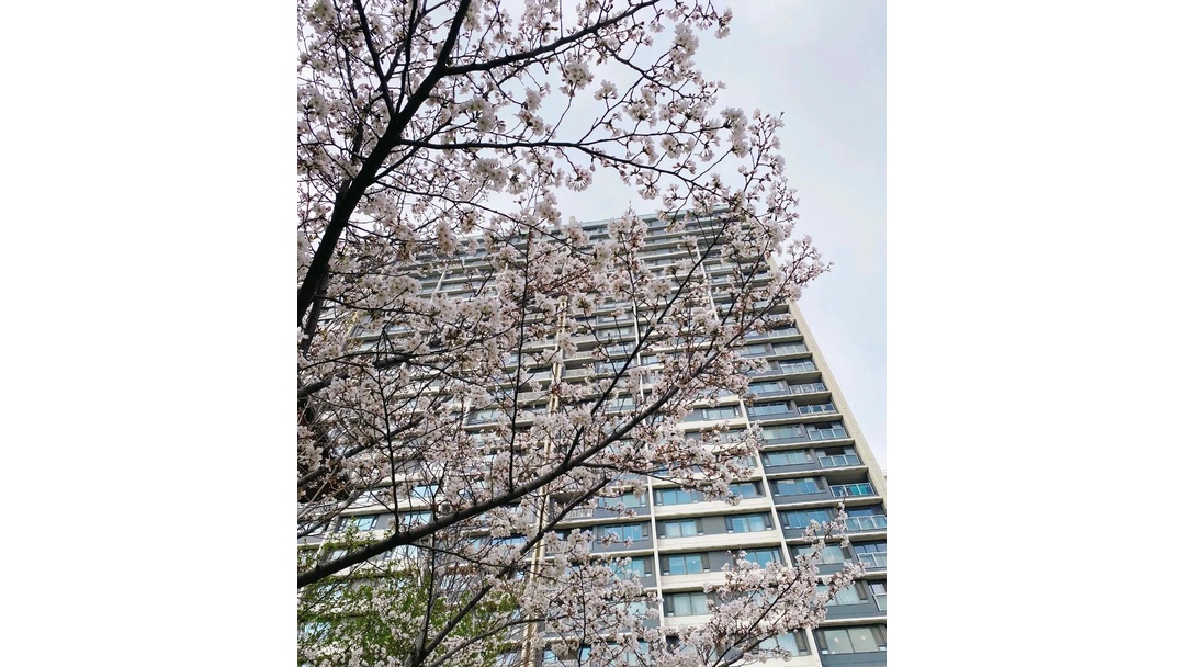 日本积水住宅苏州建小区,道路人车分流,设计简约细致