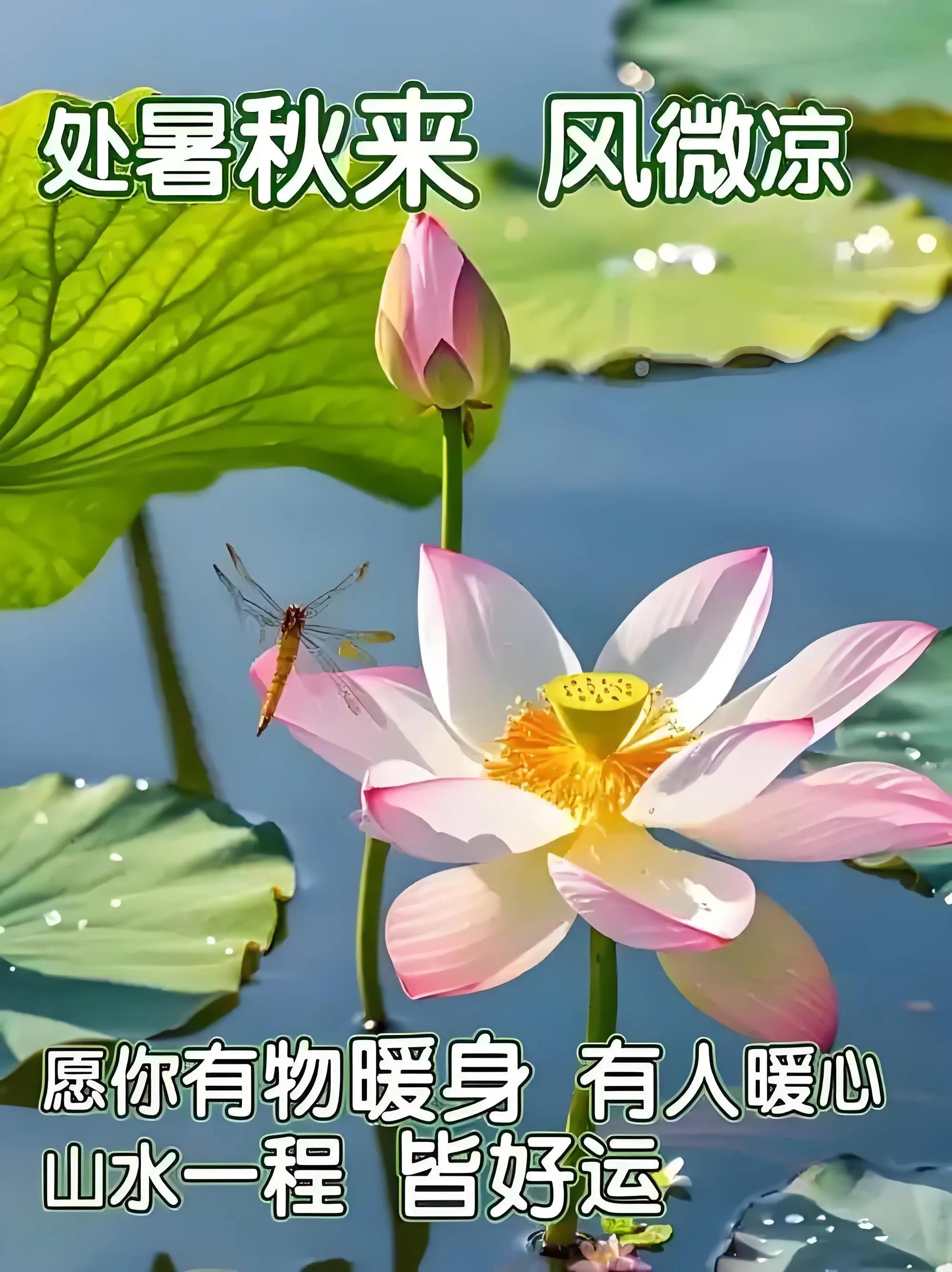 8月23日处暑中老年问候祝福