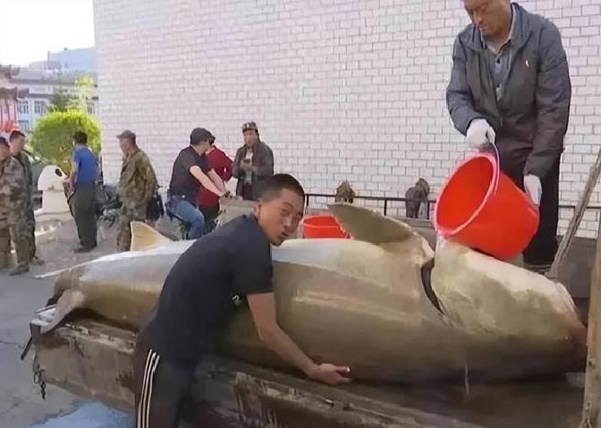 我舅老爷在松花江捕鱼一生,曾捕获重达600余斤的鲟鳇鱼