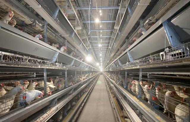 温氏120万羽蛋鸡场投运!1人管10万鸡,周边养殖户急学新招?