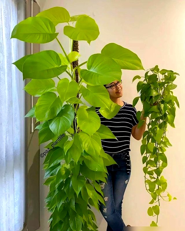 吉林一25岁女孩,因养出绿萝老爷而走红