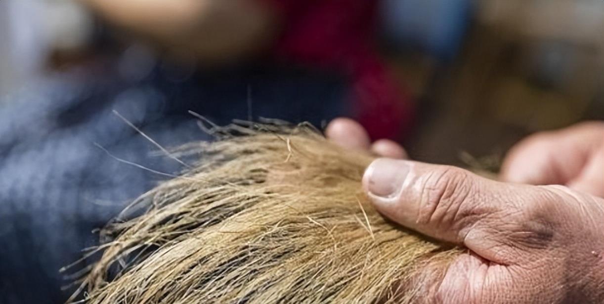 猪鬃为什么是战略物资