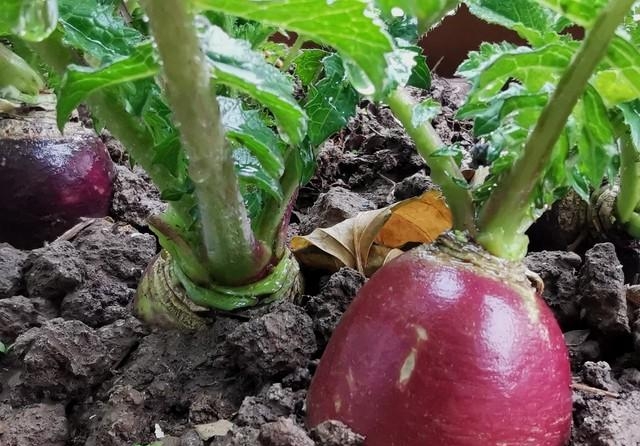 萝卜为什么会苦 萝卜为什么会苦