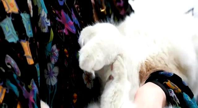 杨幂与布偶猫甜蜜对视,斐乐球衣展现少女风格,令人惊艳不已