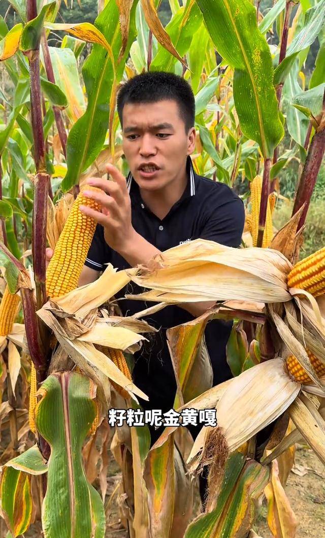 罗单297转基因玉米表现观察:抗虫性与田间管理