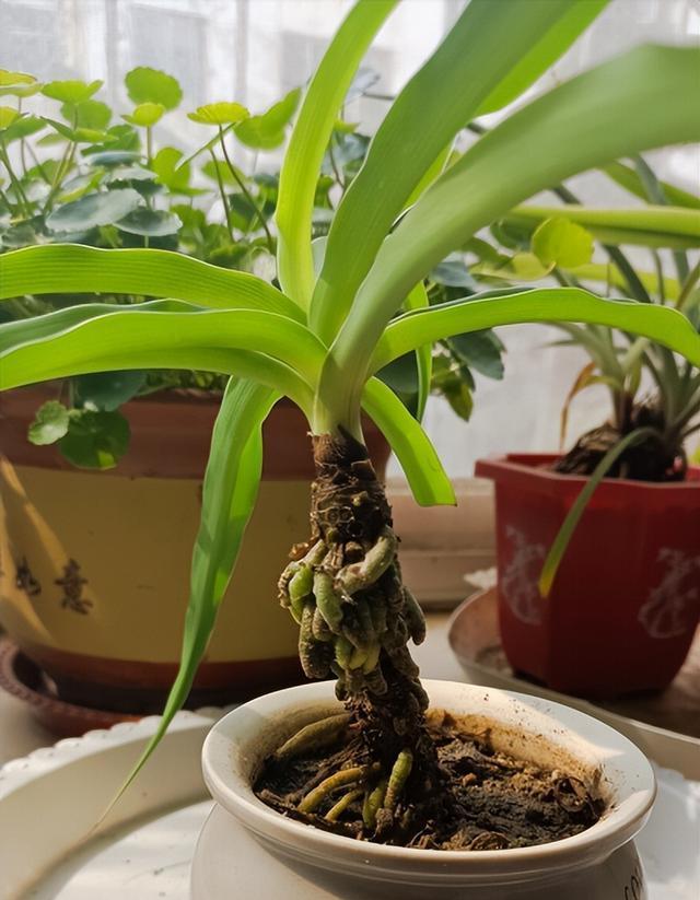 二月二龙抬头,阳台上的6种植物,也该"剃头"啦