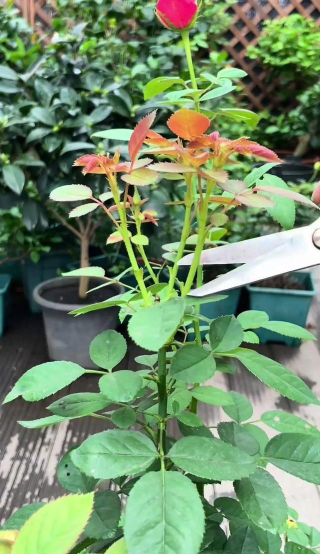 二月二龙抬头,阳台上的6种植物,也该"剃头"啦