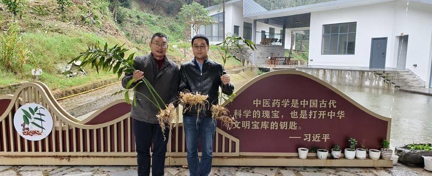 珍贵中药材种植方法