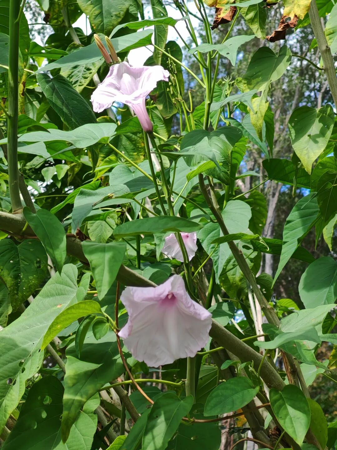 美丽的奇迹,长成树的牵牛花