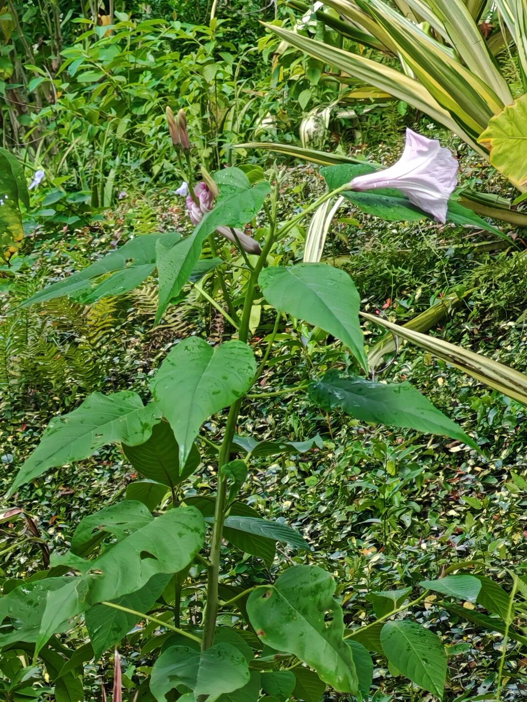美丽的奇迹,长成树的牵牛花