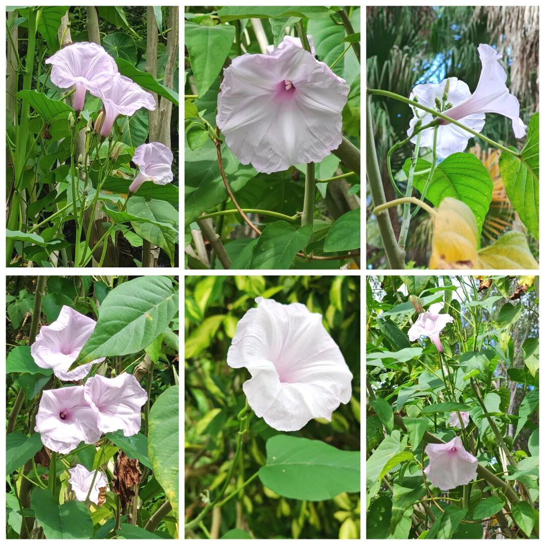 美丽的奇迹,长成树的牵牛花