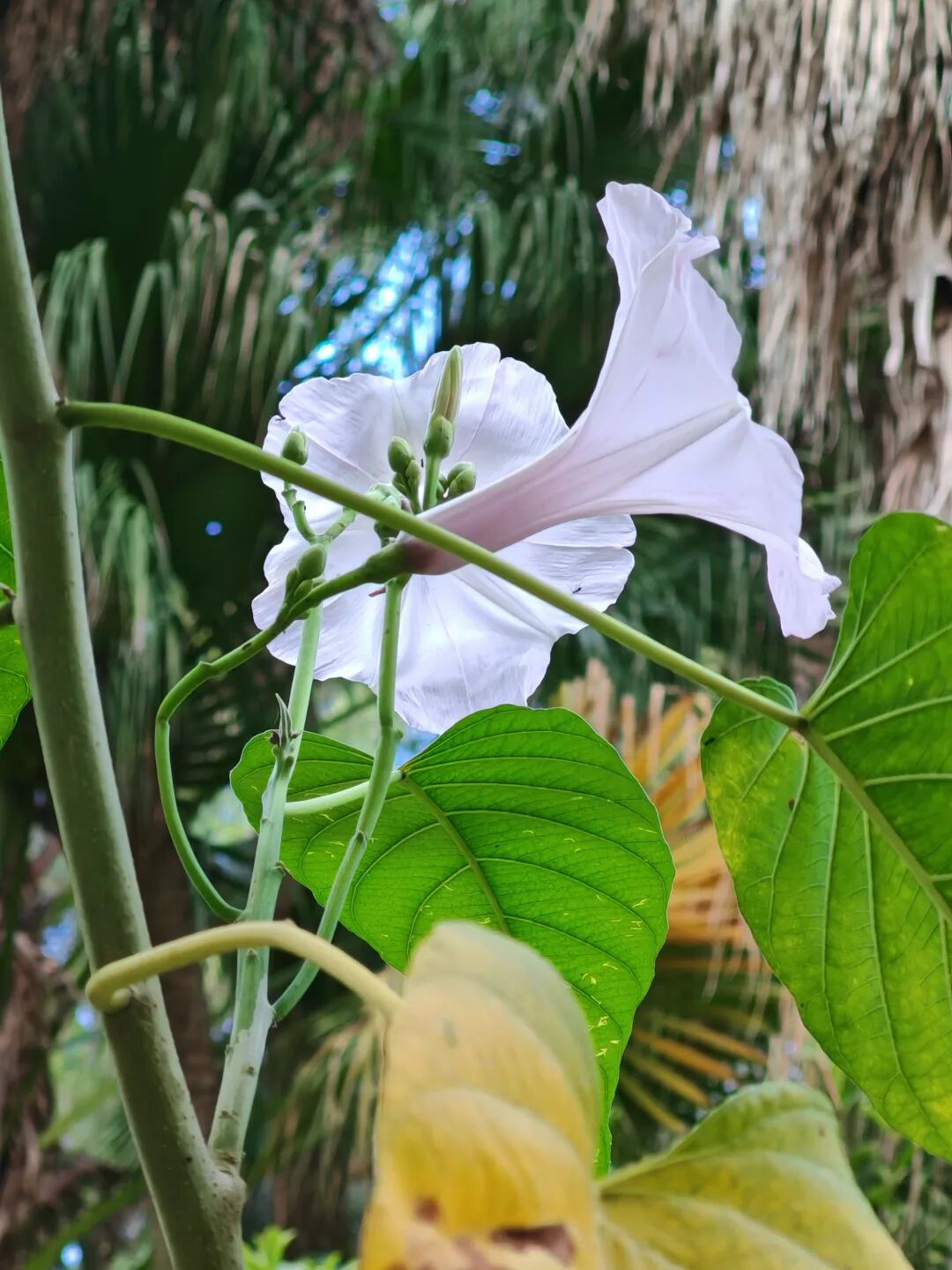 美丽的奇迹,长成树的牵牛花