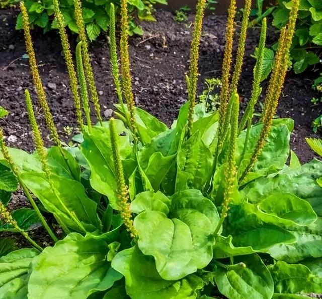 身边这株野草,竟是天然利尿剂!闽西人叫它"菩勺草"