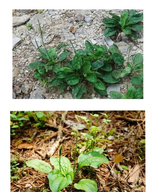 身边这株野草,竟是天然利尿剂!闽西人叫它"菩勺草"