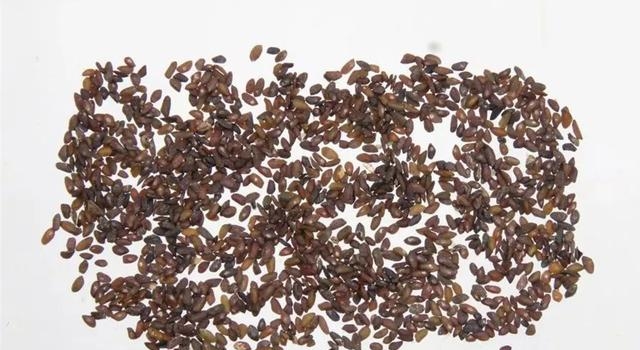 身边这株野草,竟是天然利尿剂!闽西人叫它"菩勺草"