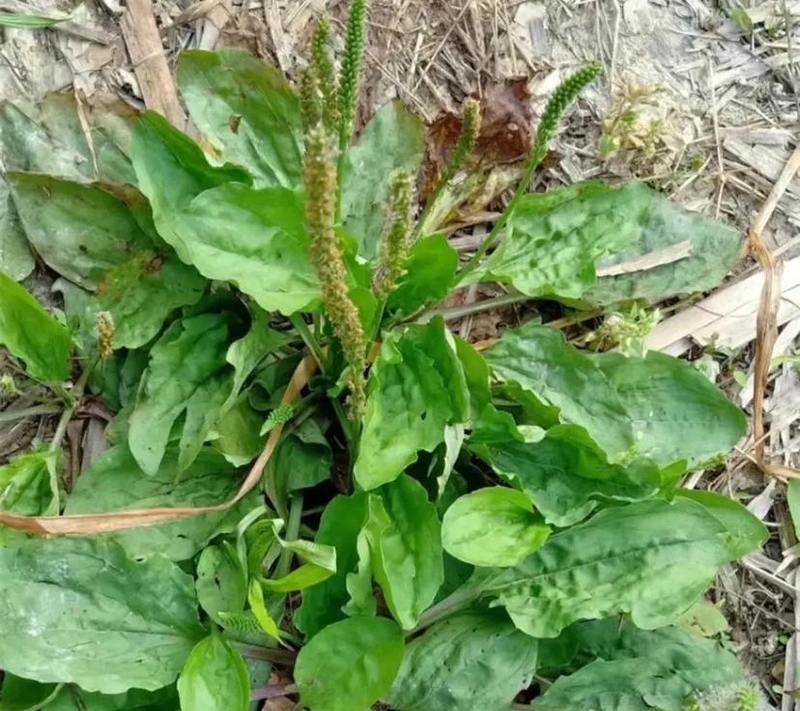 身边这株野草,竟是天然利尿剂!闽西人叫它"菩勺草"