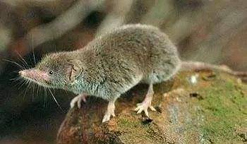 长鼻小精灵:探寻"骚鼠"的奇妙特征