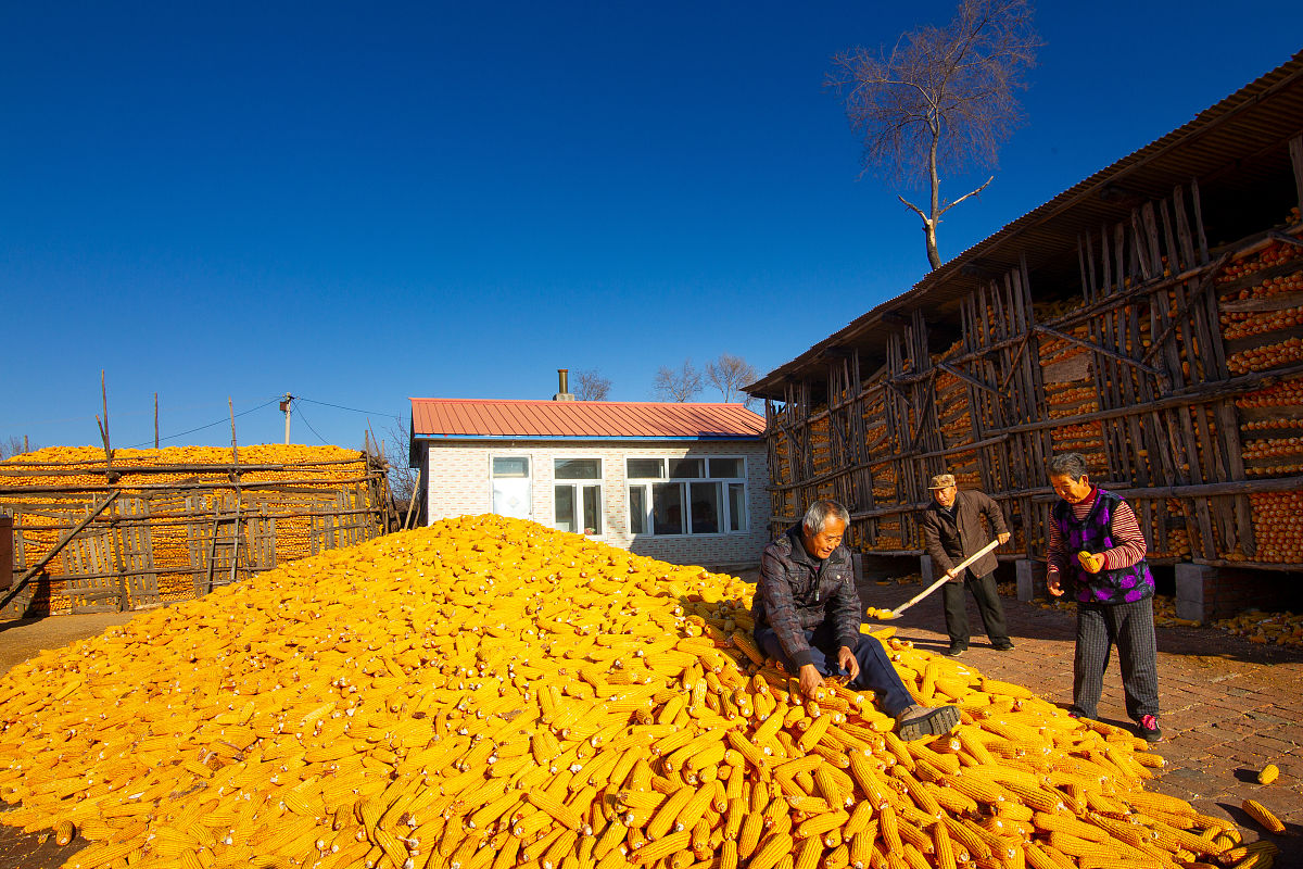 全球粮荒却逼中国开仓放粮?
