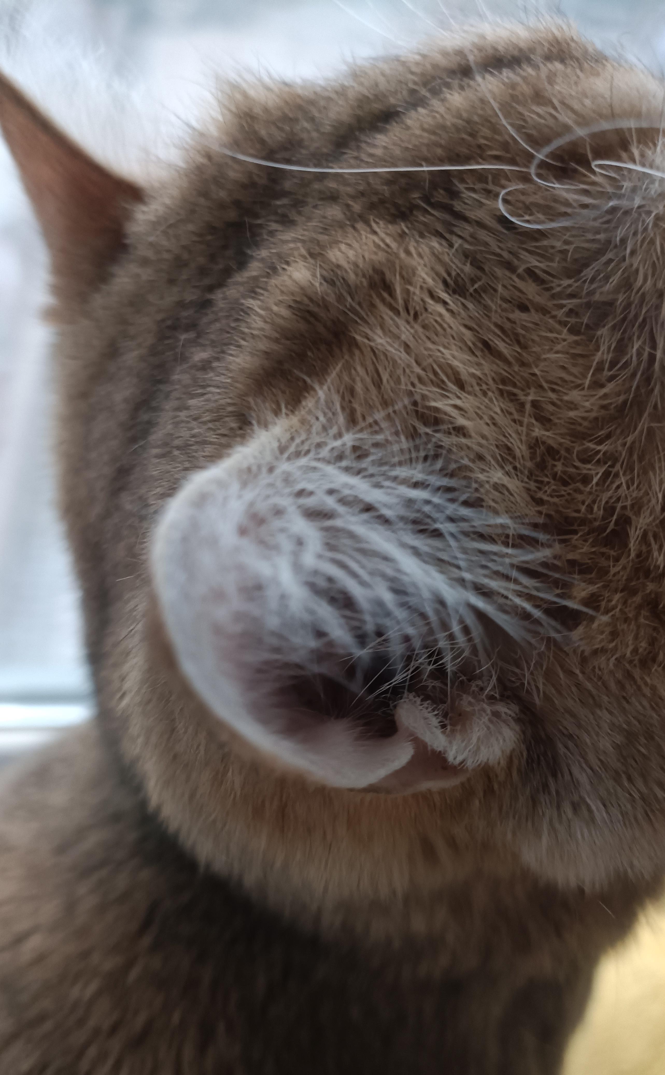 猫咪耳朵藏秘密?聪明毛vs犟种毛真相大揭秘你家猫中招了吗?