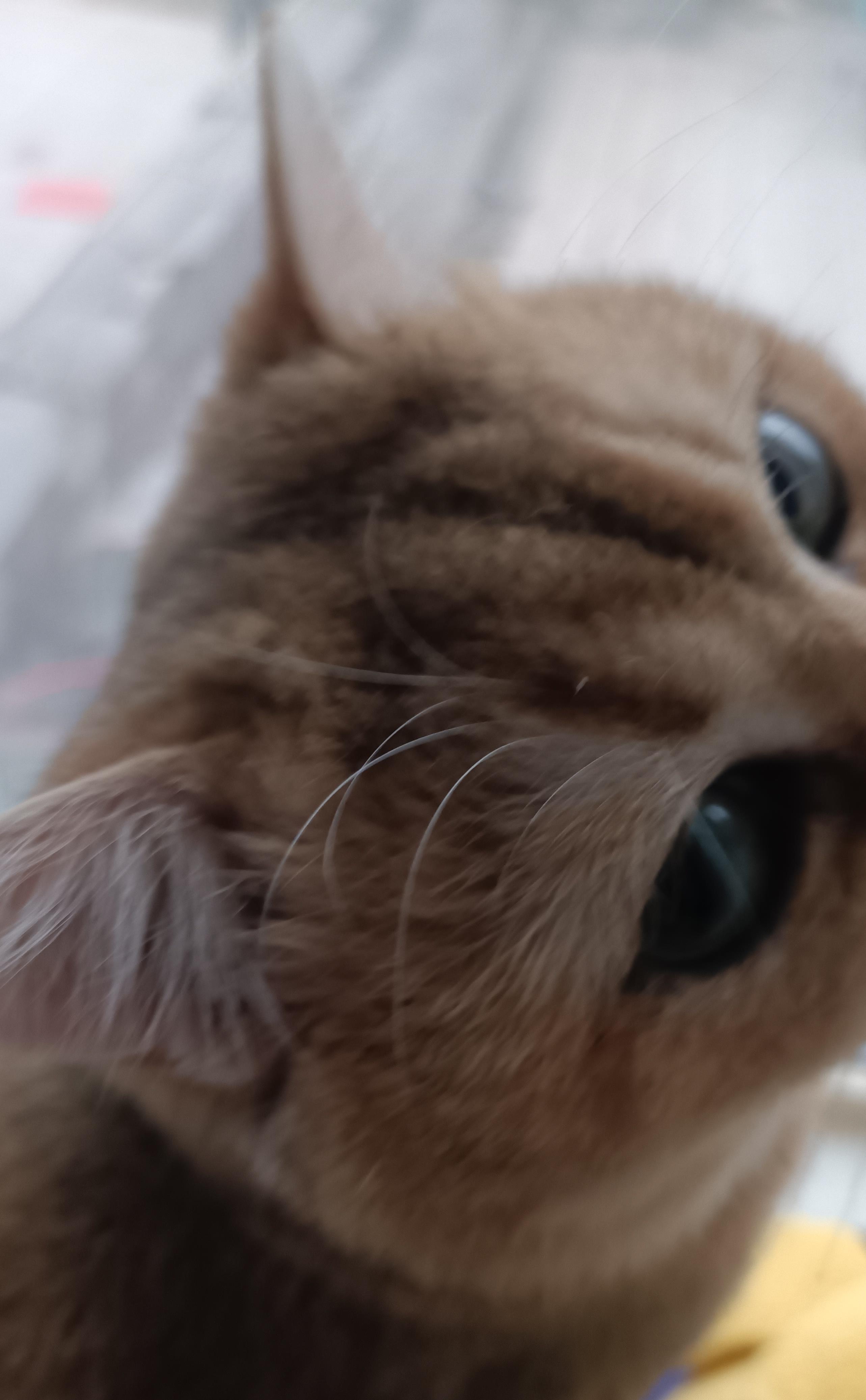 猫咪耳朵藏秘密?聪明毛vs犟种毛真相大揭秘你家猫中招了吗?