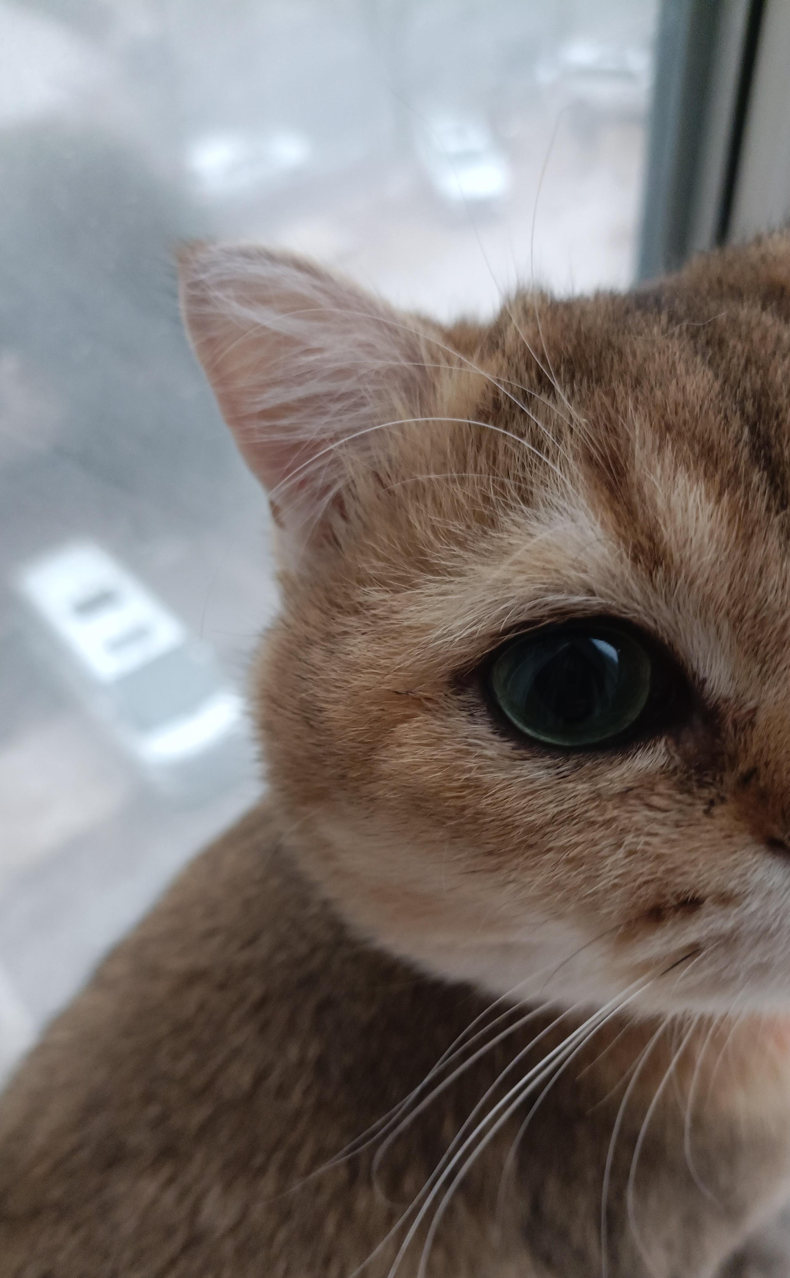 猫咪耳朵藏秘密?聪明毛vs犟种毛真相大揭秘你家猫中招了吗?