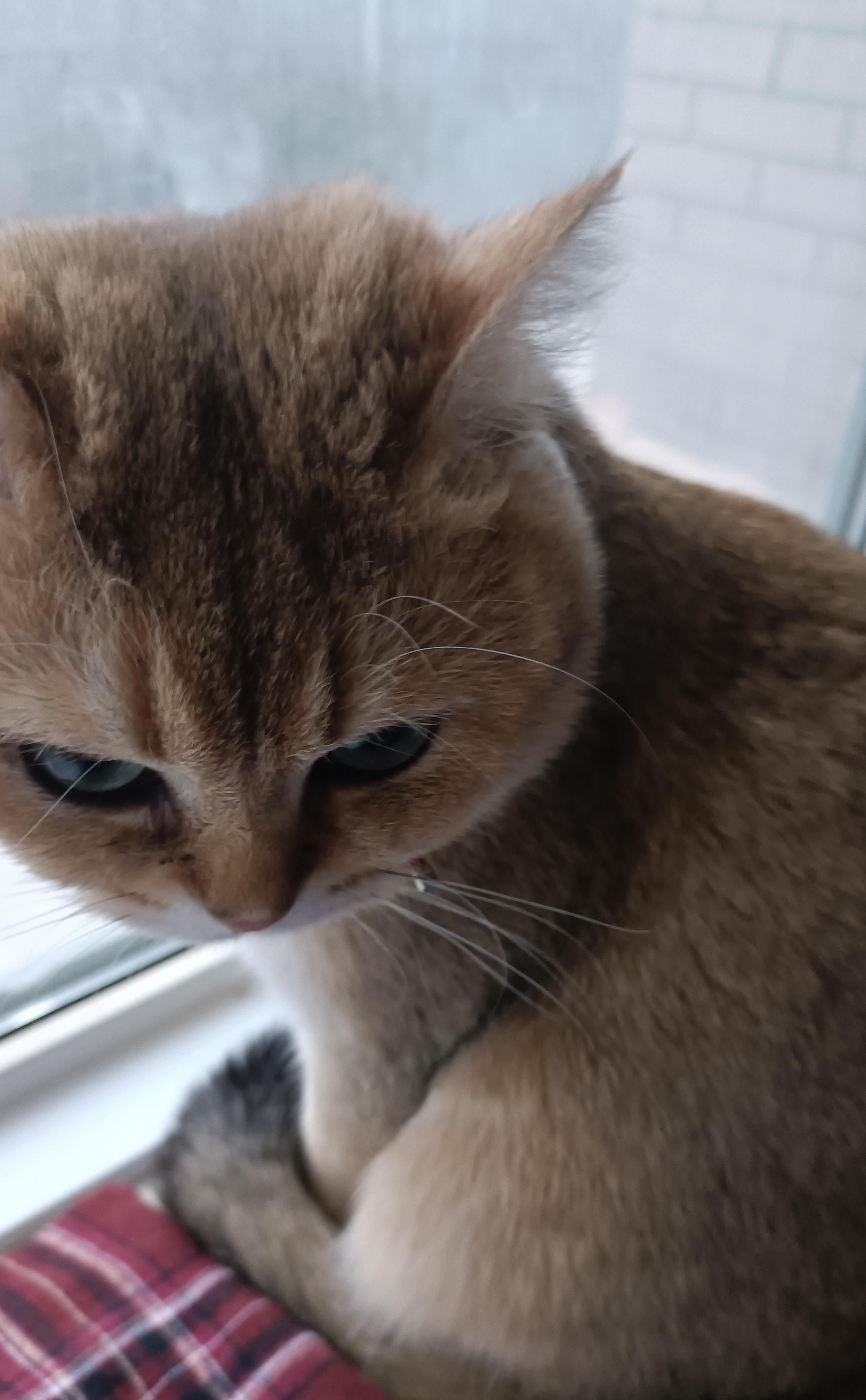 猫咪耳朵藏秘密?聪明毛vs犟种毛真相大揭秘你家猫中招了吗?