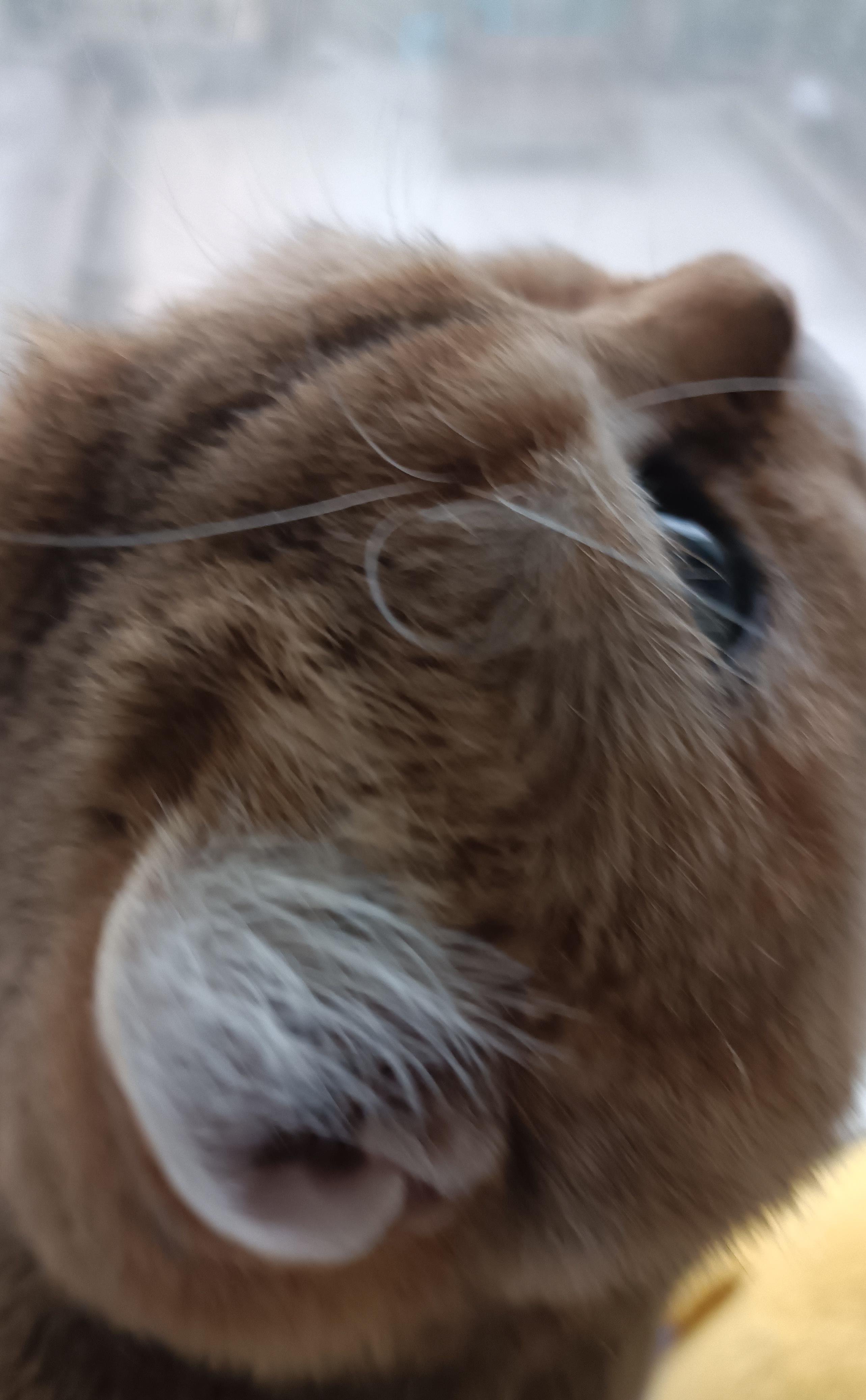 猫咪耳朵藏秘密?聪明毛vs犟种毛真相大揭秘你家猫中招了吗?