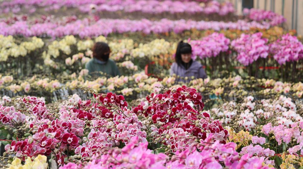 蝴蝶兰花种植基地图片
