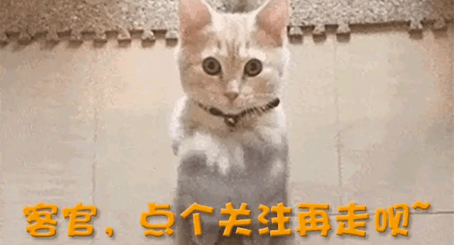 德国车巨头终于低头！BBA集体访华，不是来卖车是来续命-有驾