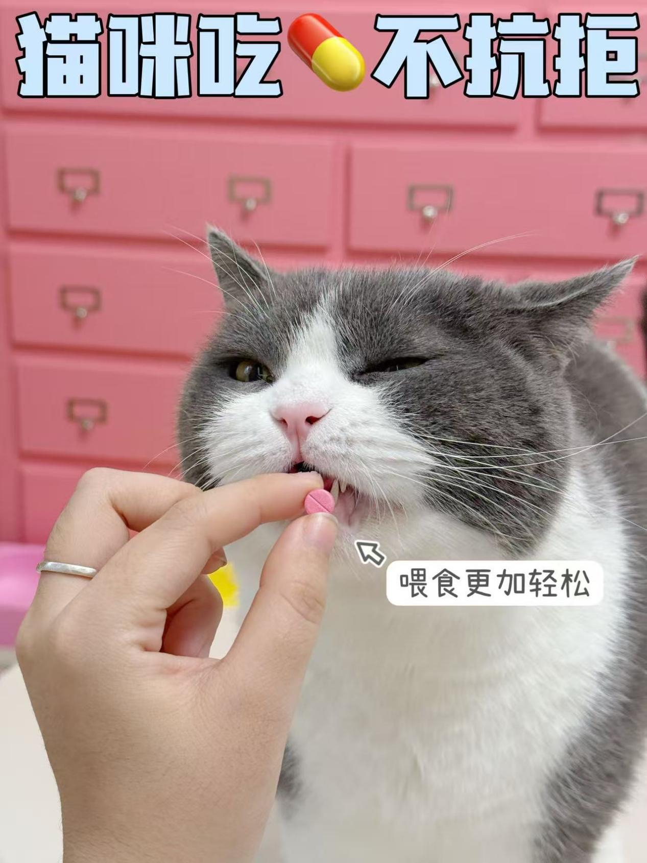 拯救小猫牙齿计划让速诺来教会你