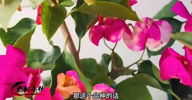 三角梅图片 品种