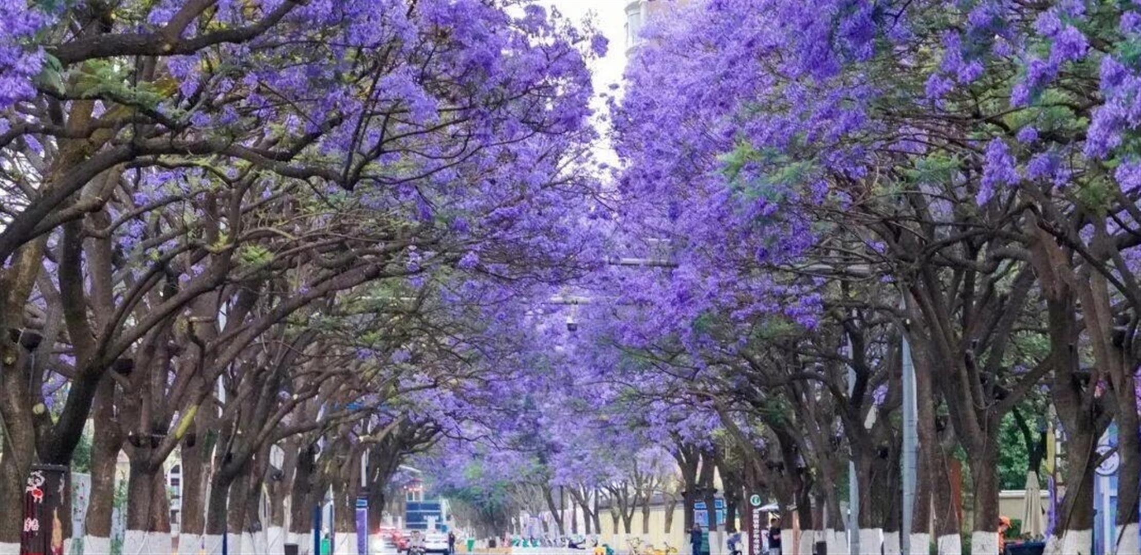 “蓝花楹”